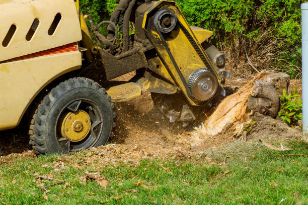 Best Tree Trimming and Pruning  in Ahuimanu, HI