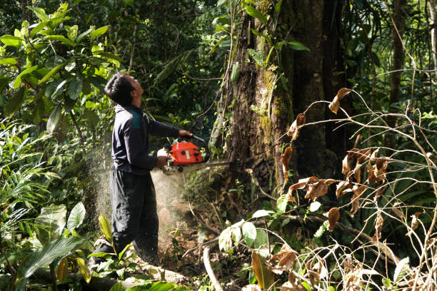 Best Fruit Tree Pruning  in Ahuimanu, HI