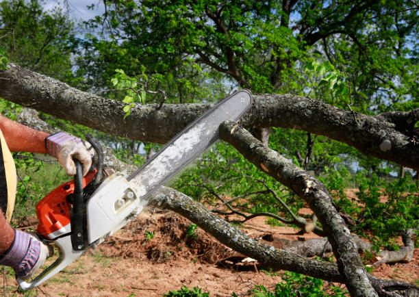  Ahuimanu, HI Tree Services Pros